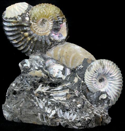 Iridescent Deschaesites Ammonite Cluster - Russia #29785